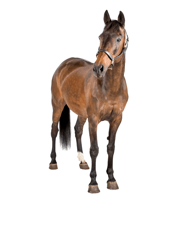 Caballo con zonas anatómicas interactivas