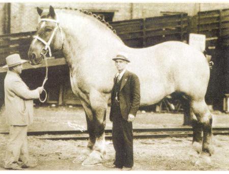 Sampson el caballo mas grande del mundo
