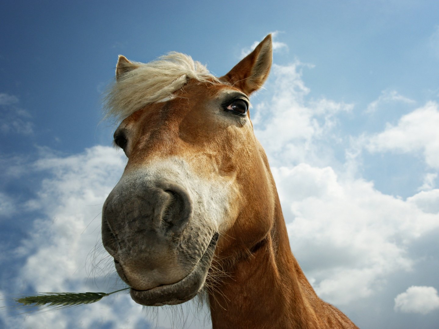 caballos