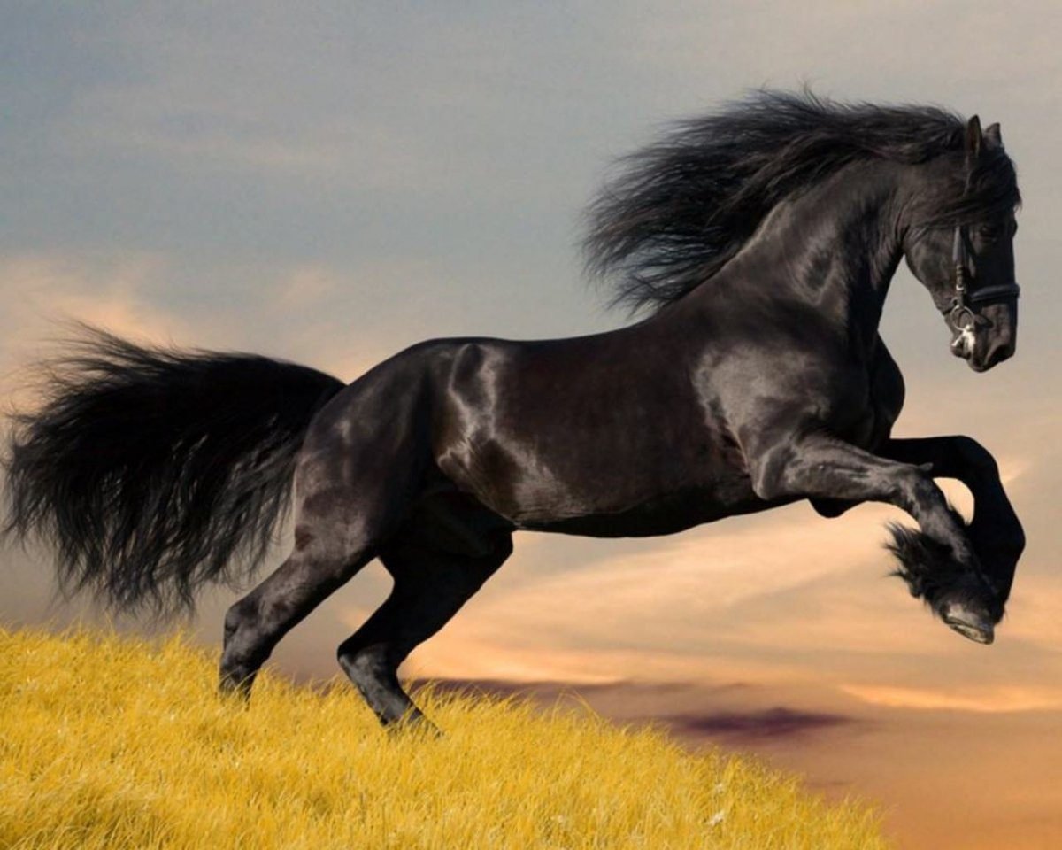 20 cosas que no sabías de los Caballos